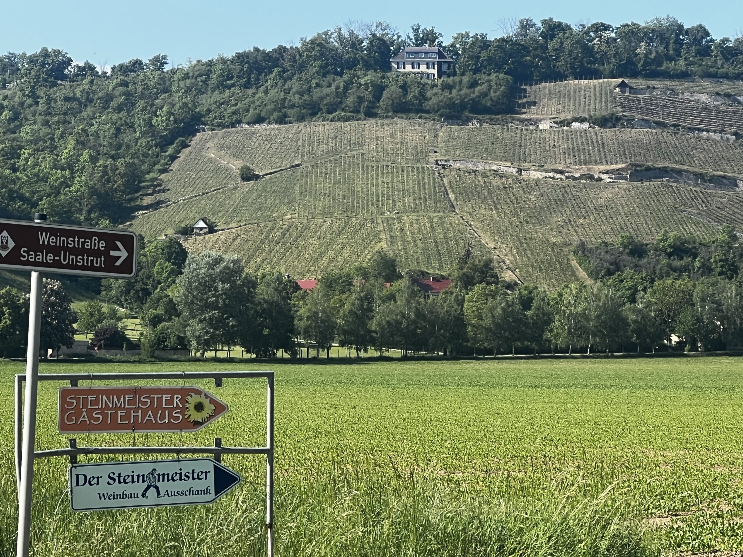 Weingärten in Saale-Unstrut