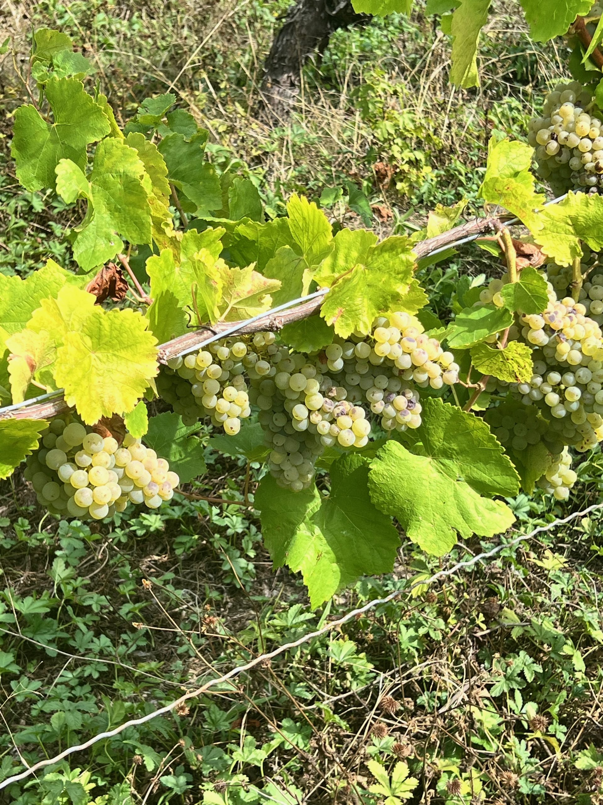 Weinlese
